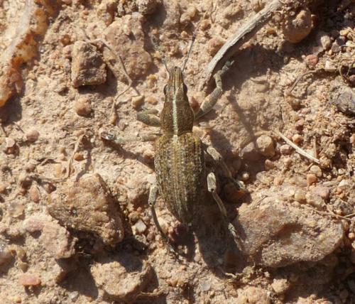 Charagmus gressorius
